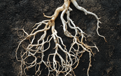 The Secret World of Wild Roots: Foraging for Survival Foods Below Ground
