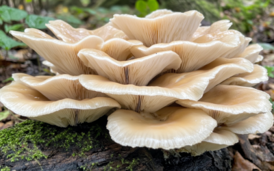 How to Safely Forage for Mushrooms: A Beginner’s Guide