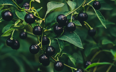 The Ultimate Guide to Wild Berries: Foraging and Preserving